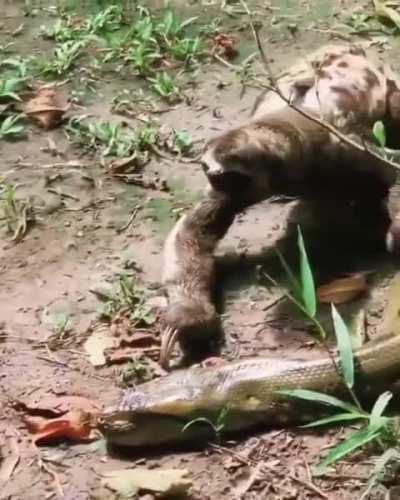 This Sloth fearlessly crawls past an anaconda