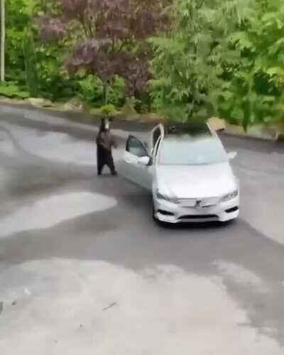 The bear tries to go on a ride.