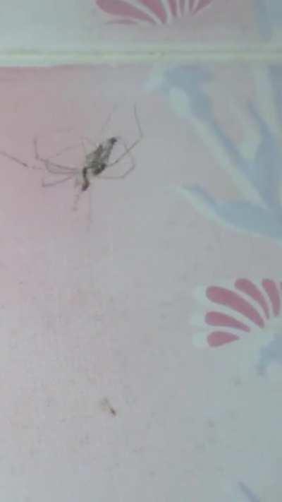 I was bathing when I saw this . Proceeded to stop my bath and record it