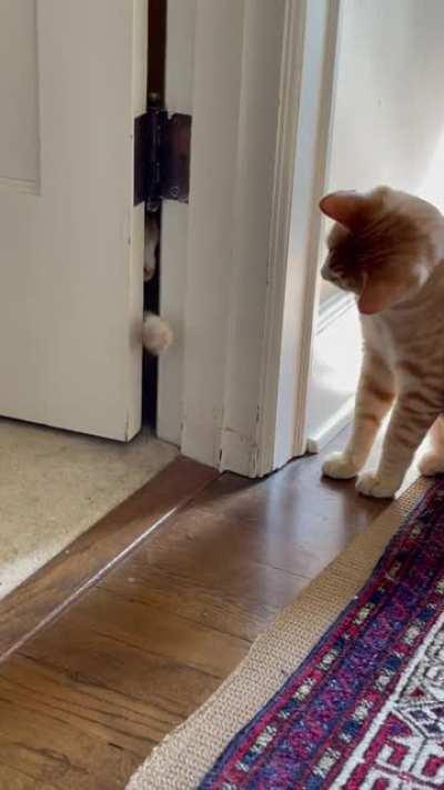 Just a couple cats doing cat things.