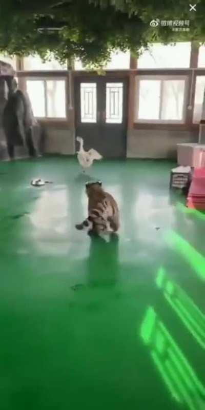 Never mess with a goose