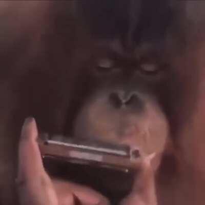 Macaquinho tocando gaita :)