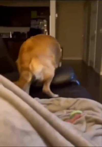 The good ol safety of behind the couch