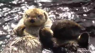 Sea otters hold hands to stop them from drifting apart and losing each other when they sleep in the water.