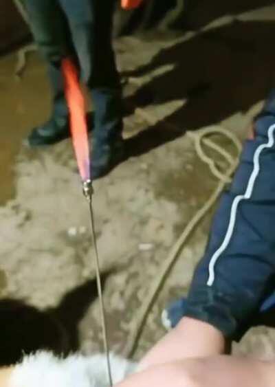 If a cow is bloated, let it burn