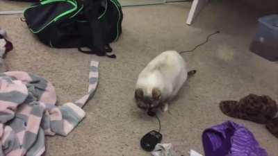 The cat caught the mouse, but there is one thing