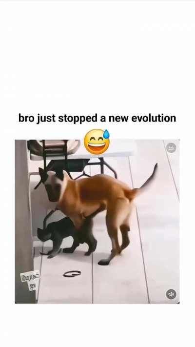 No New  Evolution 