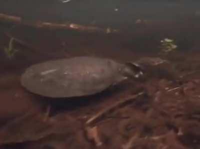 Это рыбка, это черепаха, а это аллигатор