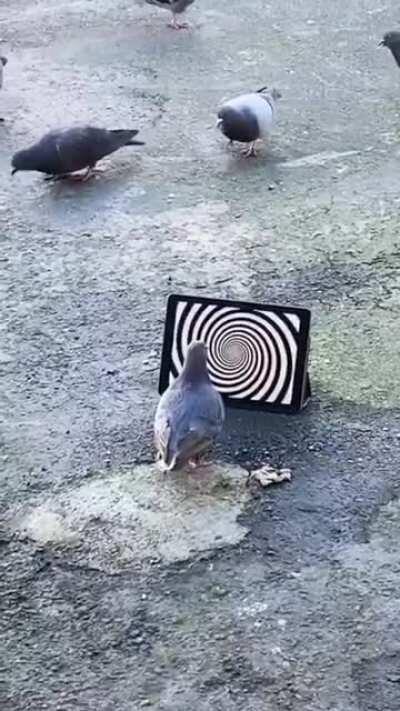 A pigeon mesmerized