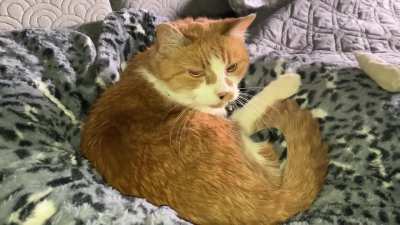 My 20yo Milla gives me the what for after I interrupted her peace.