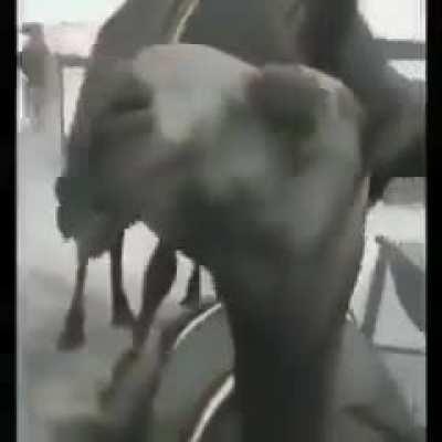 My home boy camel valid asf 🔥