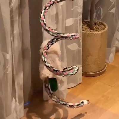 Thanks I Love Poncho Parrot