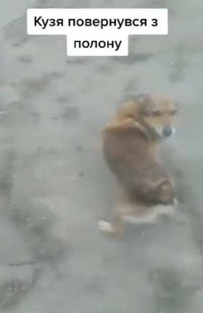 Dog shows Ukrainian soldiers his tail that was cut off by the Russians..