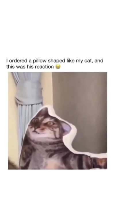 he will barf on your bed now