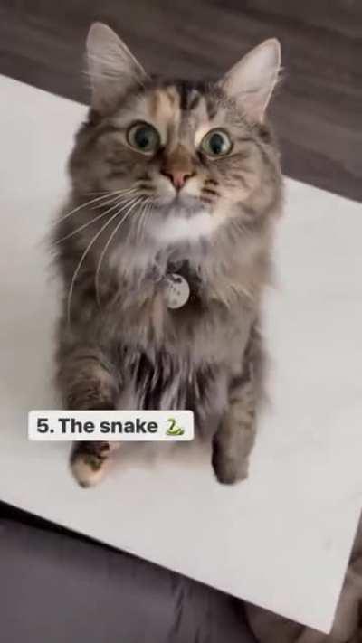 Cutie kitty cat and even more cutie with their stylish tail!