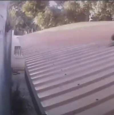 Animals with reactions