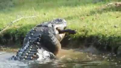 Man records monster alligator cannibalizing 6 foot alligator