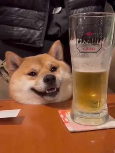 Why is my Inu claiming my beer?