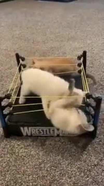 Unexpected Entertainment: Kittens and a $2 Thrift Store D