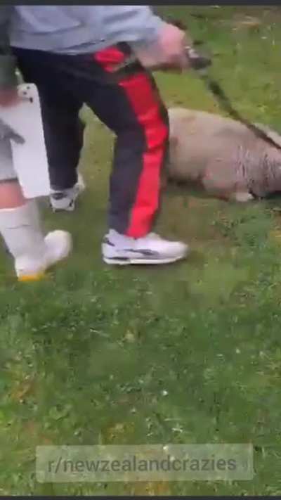 On today's episode of Hunting Aotearoa...