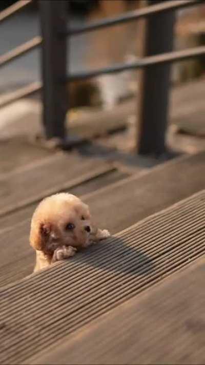 This poodle pub trying to get up the stairs