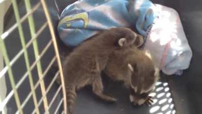 A few baby trash pandas that were abandoned in my garage roof many years ago. Here is a video of me gathering them to take to a wildlife refuge. Volume up to hear them squeaking.