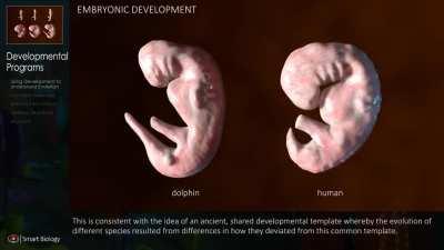Side by side comparison of a Dolphin and a Human embryo development. This short clip compares the development of the phylotypic stage between dolphins and humans.