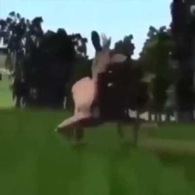 d-dostum bu at çok iyi dans ediyor 😳😳