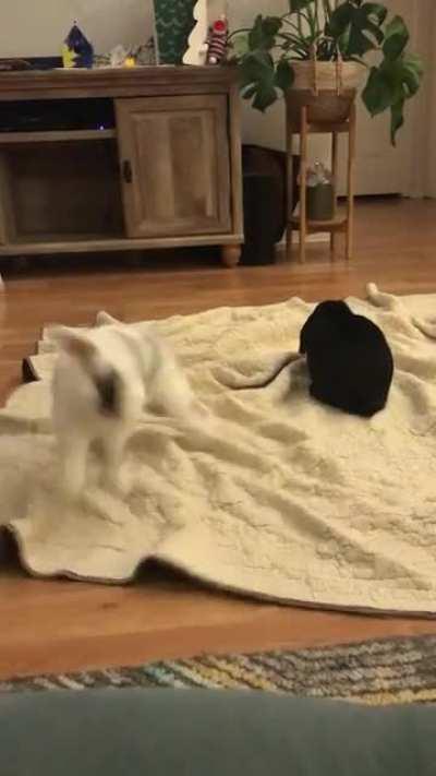 I think she’s happy I put the Zoomies blanket out