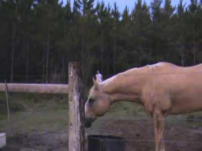 Legend has it you can still hear his screams in the woods.....