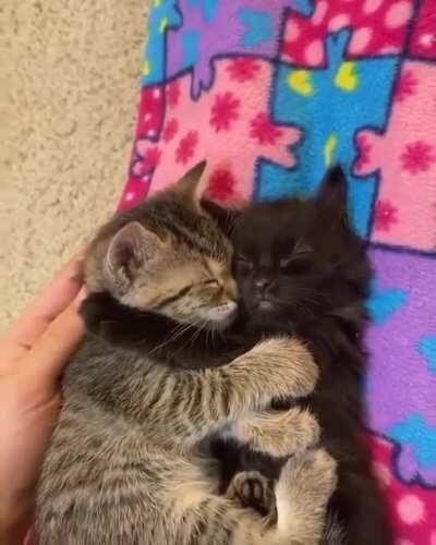 Smol cuddles