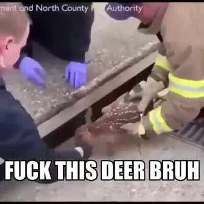 Deer😭😡😡