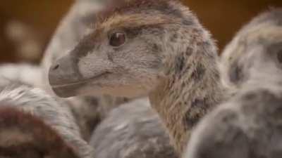 I can't get over how cute those baby Velociraptors look 
