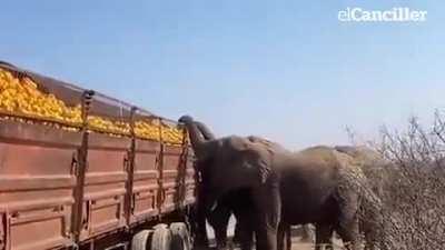 In South Africa, two truck drivers got out to change the tires on their vehicle and a group of elephants stole the oranges they were transporting.