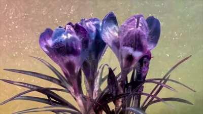 Cosmic Bloom (OC Style Transfer Video)