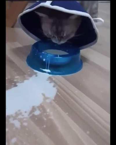 Other cat is going through some tough time.