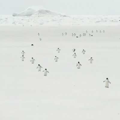 Penguin walk from r/aww