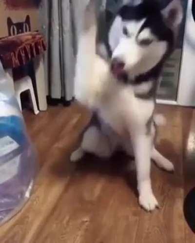 Husky trying to learn how to shake someone's hand