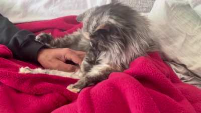 Almost 20~Lola loves her belly touched all day long 😻