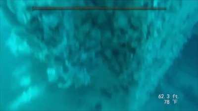 Gary, avenger of fish (found this on r/oddlyterrifying, felt like it fit here)