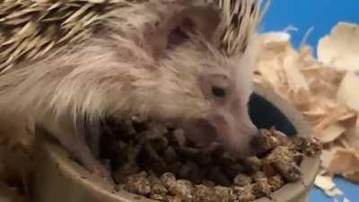 Hungry, hungry hedgie! 🦔