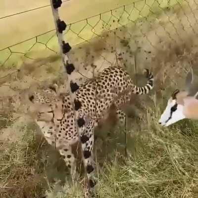 the real meaning of I don't give piip