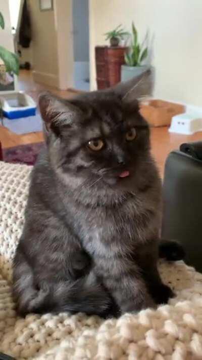 A little blep fell out