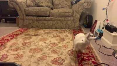 Spoon does a Slo-Mo Lionhead binky. I can’t stop watching it 😂😍