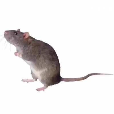 *Encounters a skeever in Elder Scrolls Blades*