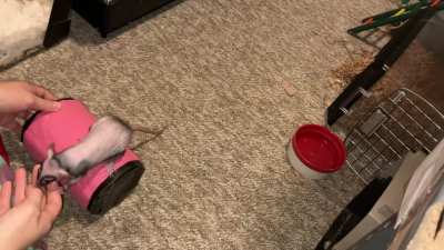 My silly pet rat Chickpea is learning to walk onto a barrel!