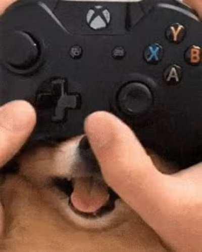 All dogs trying to get attention