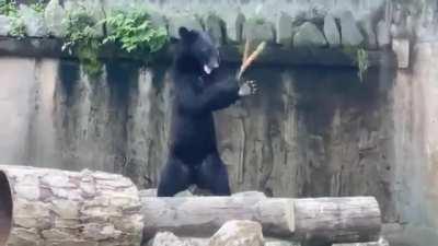 Just a bear practicing his kunchucks skills...just in case