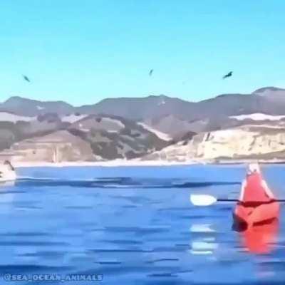 Whales hate fluorescent yellow