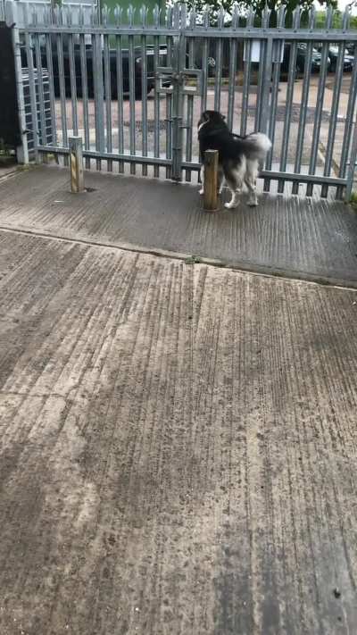 Malamute greetings are the best…. ❤️ the rear wobble from the tail is the best haha!